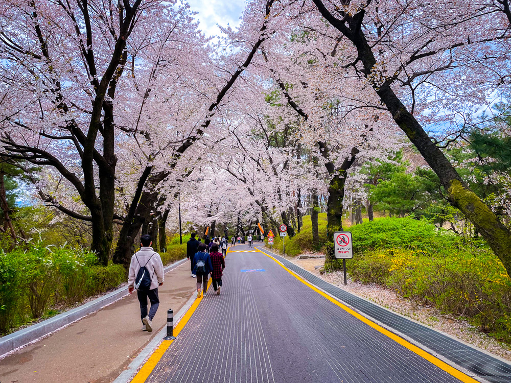 Spring in Korea - Namsan Tower Cherry Blosoms